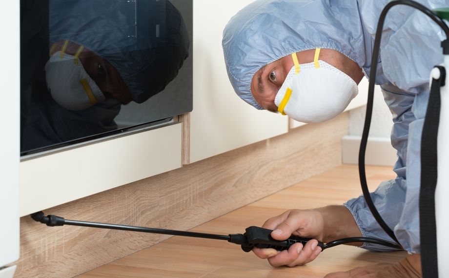 Deratizare Aparatament Cluj